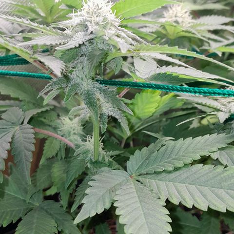 Sugar Bomb Punch® growlog timeline photo