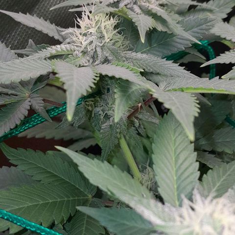 Sugar Bomb Punch® growlog timeline photo