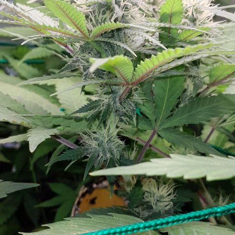 Amnésia Haze Fotoperiodo growlog timeline photo