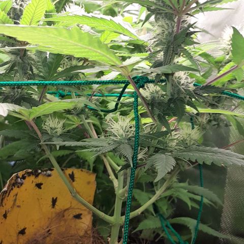 Amnésia Haze Fotoperiodo growlog timeline photo
