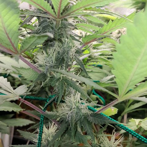 Amnésia Haze Fotoperiodo growlog timeline photo