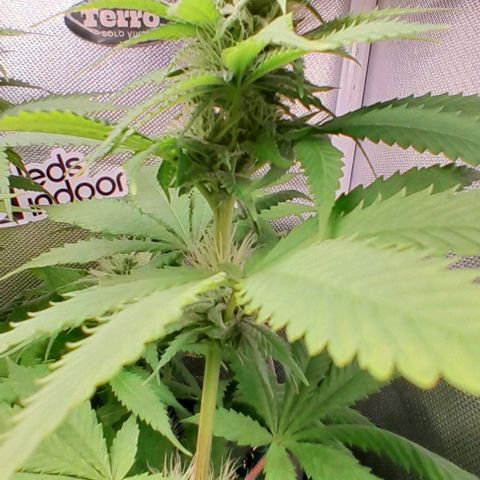 Blue Moby Fotoperíodo growlog timeline photo