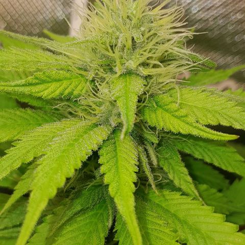 Blue Moby Fotoperíodo growlog timeline photo