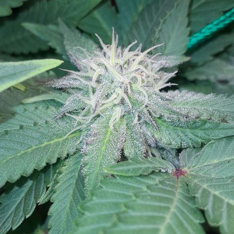 Sugar Bomb Punch® growlog timeline photo