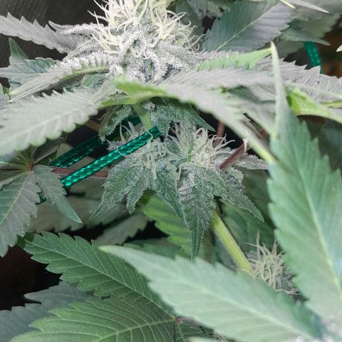 Sugar Bomb Punch® growlog timeline photo
