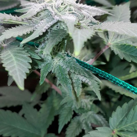 Sugar Bomb Punch® growlog timeline photo