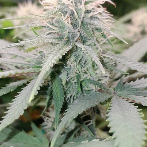 Amnésia Haze Fotoperiodo growlog timeline photo
