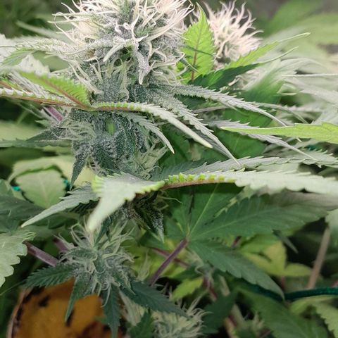 Amnésia Haze Fotoperiodo growlog timeline photo