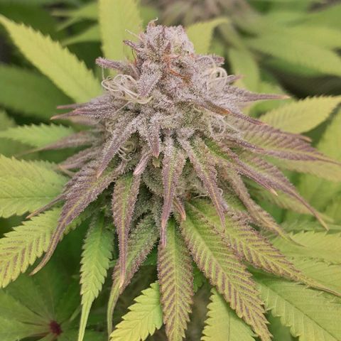 HulkBerry Fotoperíodo growlog timeline photo