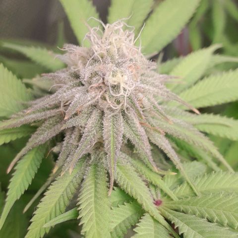HulkBerry Fotoperíodo growlog timeline photo