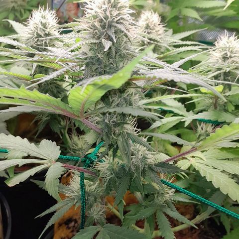 Amnésia Haze Fotoperiodo growlog timeline photo