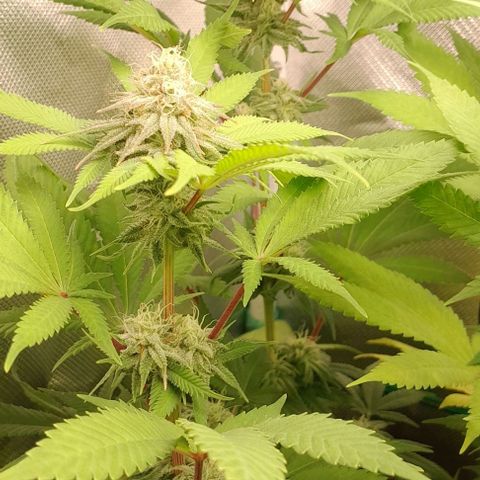 HulkBerry Fotoperíodo growlog timeline photo
