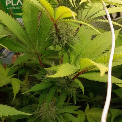HulkBerry Fotoperíodo growlog timeline photo
