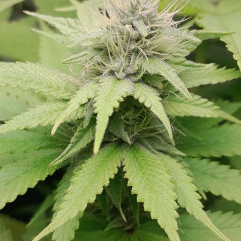 Blue Moby Fotoperíodo growlog timeline photo