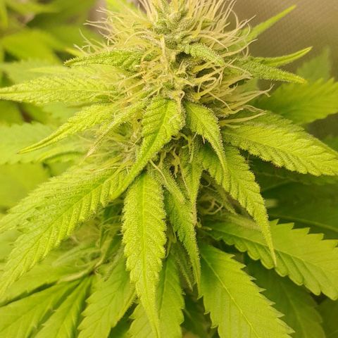 Blue Moby Fotoperíodo growlog timeline photo