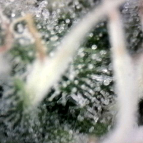 Amnésia Haze Fotoperiodo growlog timeline photo