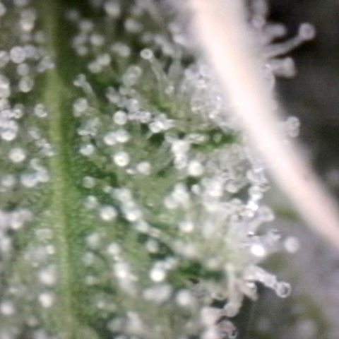 Amnésia Haze Fotoperiodo growlog timeline photo