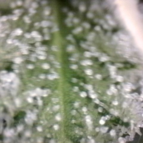 Amnésia Haze Fotoperiodo growlog timeline photo