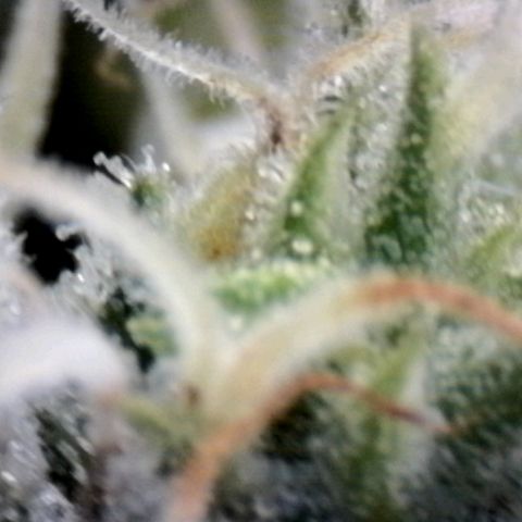 Amnésia Haze Fotoperiodo growlog timeline photo