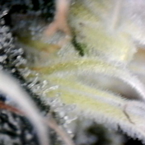 Amnésia Haze Fotoperiodo growlog timeline photo