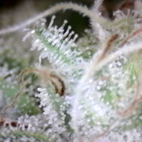 HulkBerry Fotoperíodo growlog timeline photo
