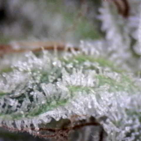 HulkBerry Fotoperíodo growlog timeline photo