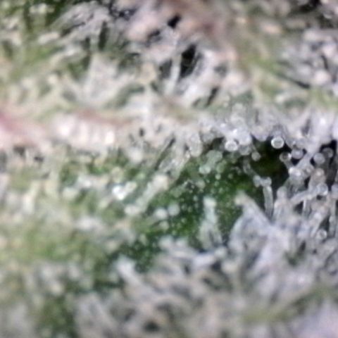HulkBerry Fotoperíodo growlog timeline photo