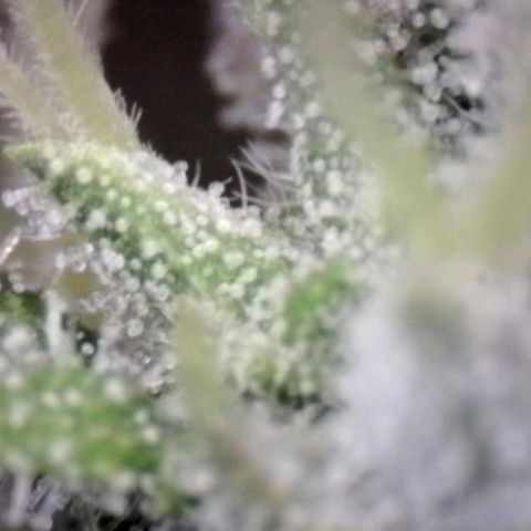 Blue Moby Fotoperíodo growlog timeline photo
