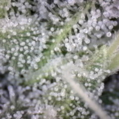 Blue Moby Fotoperíodo growlog timeline photo