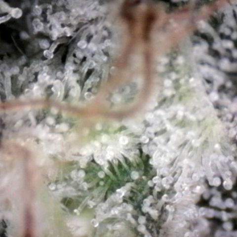 HulkBerry Fotoperíodo growlog timeline photo