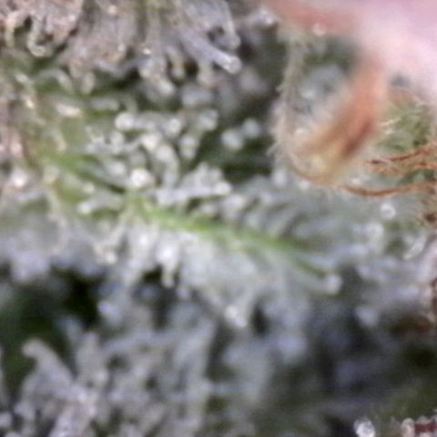 HulkBerry Fotoperíodo growlog timeline photo