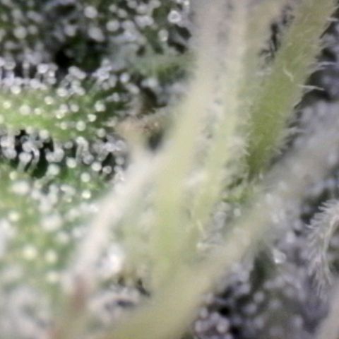 Blue Moby Fotoperíodo growlog timeline photo