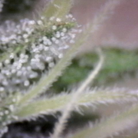 Blue Moby Fotoperíodo growlog timeline photo