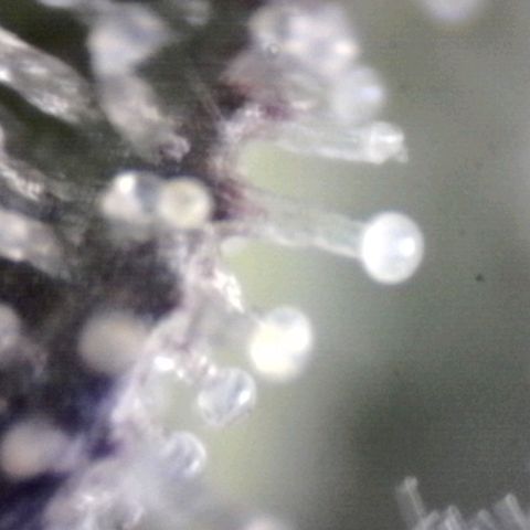 Sugar Bomb Punch® growlog timeline photo