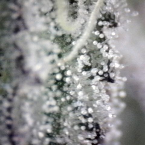 Sugar Bomb Punch® growlog timeline photo
