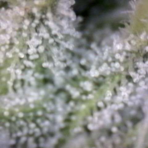 Blue Moby Fotoperíodo growlog timeline photo