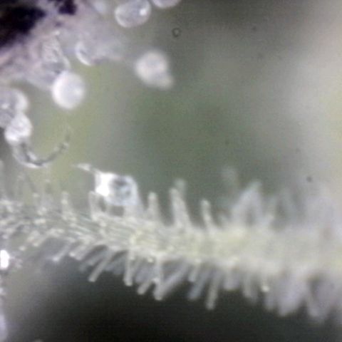 Sugar Bomb Punch® growlog timeline photo