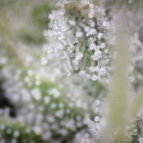 Blue Moby Fotoperíodo growlog timeline photo