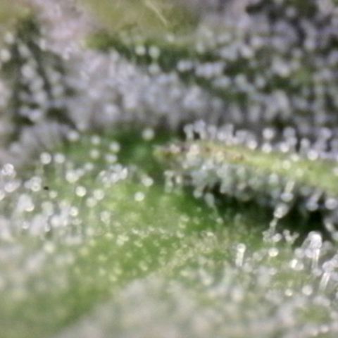 Blue Moby Fotoperíodo growlog timeline photo