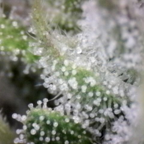 Blue Moby Fotoperíodo growlog timeline photo