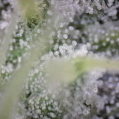 Blue Moby Fotoperíodo growlog timeline photo
