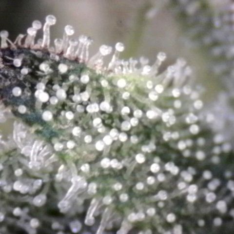 Sugar Bomb Punch® growlog timeline photo