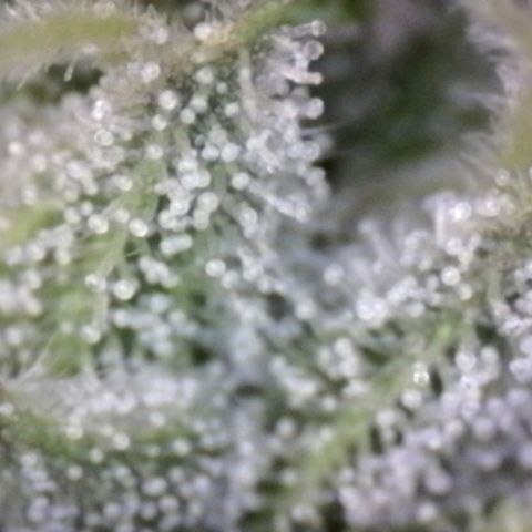 Blue Moby Fotoperíodo growlog timeline photo