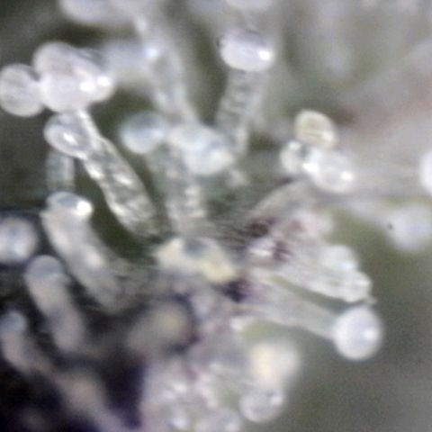 Sugar Bomb Punch® growlog timeline photo