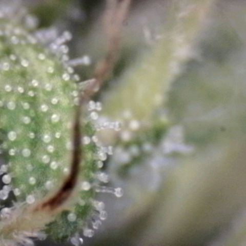 Blue Moby Fotoperíodo growlog timeline photo
