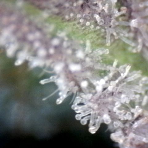 HulkBerry Fotoperíodo growlog timeline photo