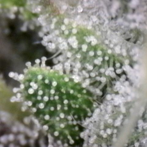 Blue Moby Fotoperíodo growlog timeline photo