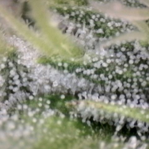 Blue Moby Fotoperíodo growlog timeline photo