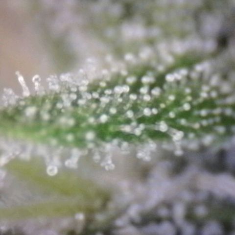 Blue Moby Fotoperíodo growlog timeline photo