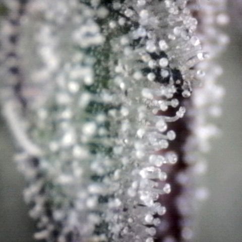 Sugar Bomb Punch® growlog timeline photo